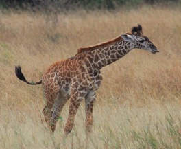 Picture of giraffe calf for adoption, Wild Nature Institute