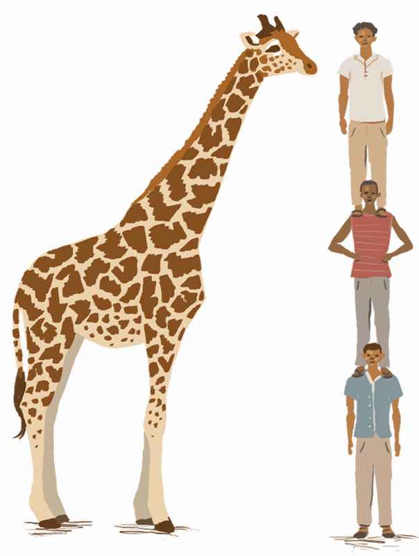 Juma the Giraffe's Giraffe Facts - Juma the Giraffe
